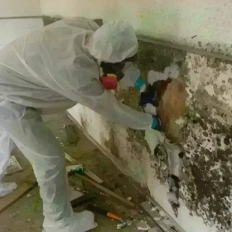 Mold Remediation and Removal in Mayer, AZ